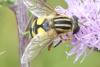 Helophilus trivittatus